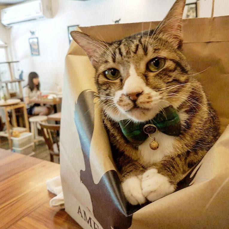 體驗縮圖 - 台北東區【貓咪先生的朋友】可愛的貓群陪您一起，享用純義大利米製成的燉飯，療癒您工作繁忙的身心靈